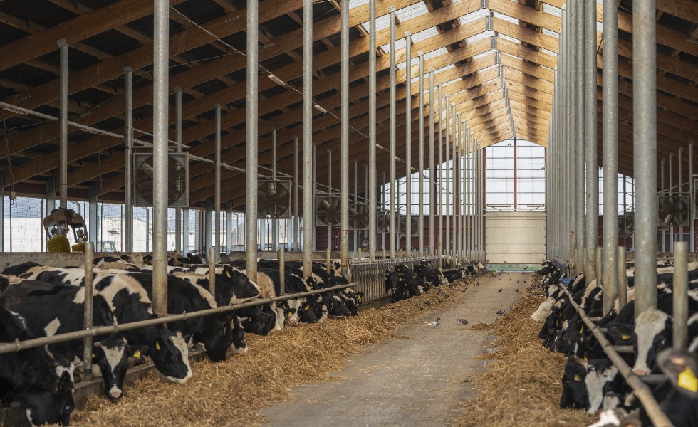 Piima- ja kariloomadele optimaalne keskkond, et lehmad püsiksid terved 